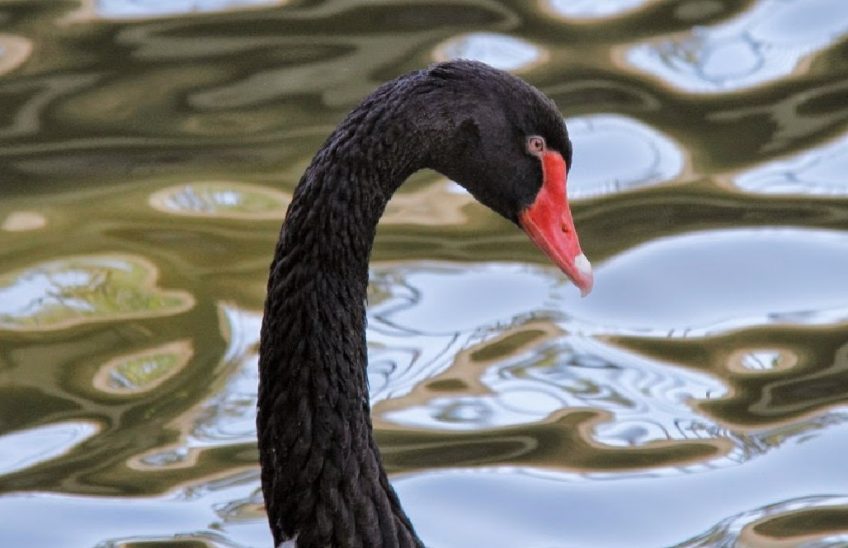Evergrande cisne negro
